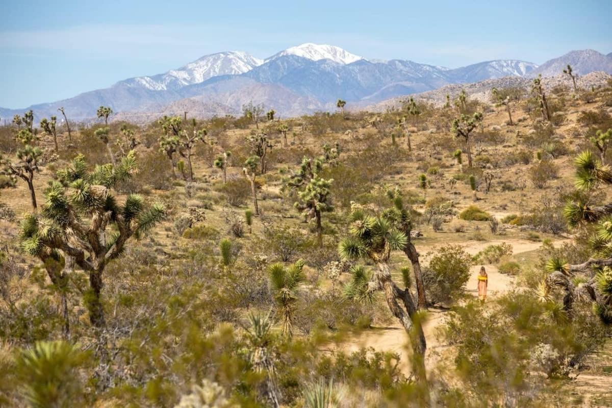 The Bungalows By Homestead Modern Joshua Tree Eksteriør billede