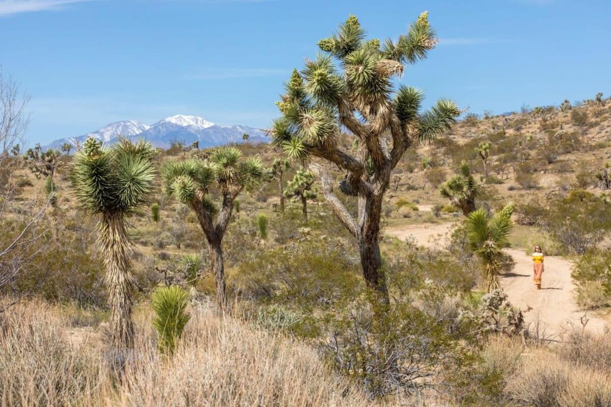 The Bungalows By Homestead Modern Joshua Tree Eksteriør billede