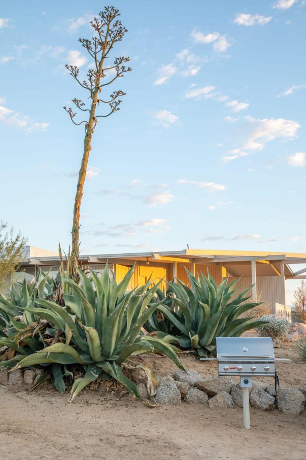 The Bungalows By Homestead Modern Joshua Tree Eksteriør billede